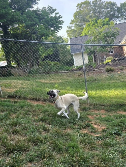 EVIE - Great Pyrenees / Beagle available for adoption