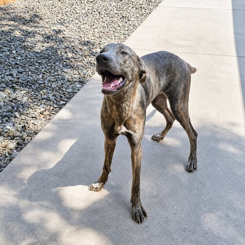 AUBREY - Greyhound available for adoption