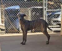Aubrey - Photo 4