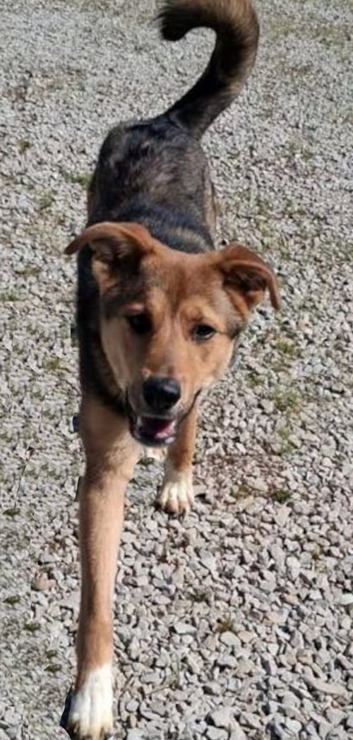 SCOUT - Shepherd for adoption in Parkersburg