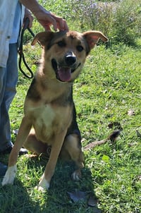 Scout - Photo 4