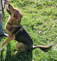 Scout - Photo 2
