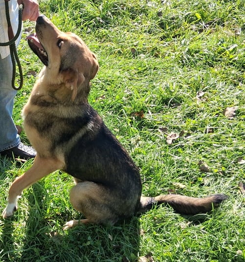SCOUT - Shepherd available for adoption