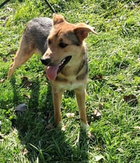 Scout - Photo 3
