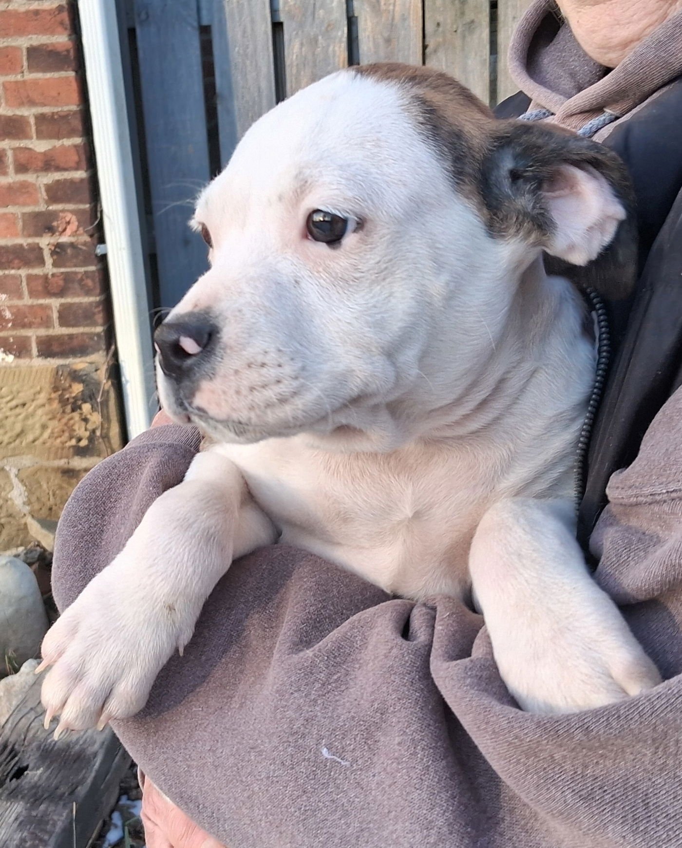 OSCAR - Boxer available for adoption