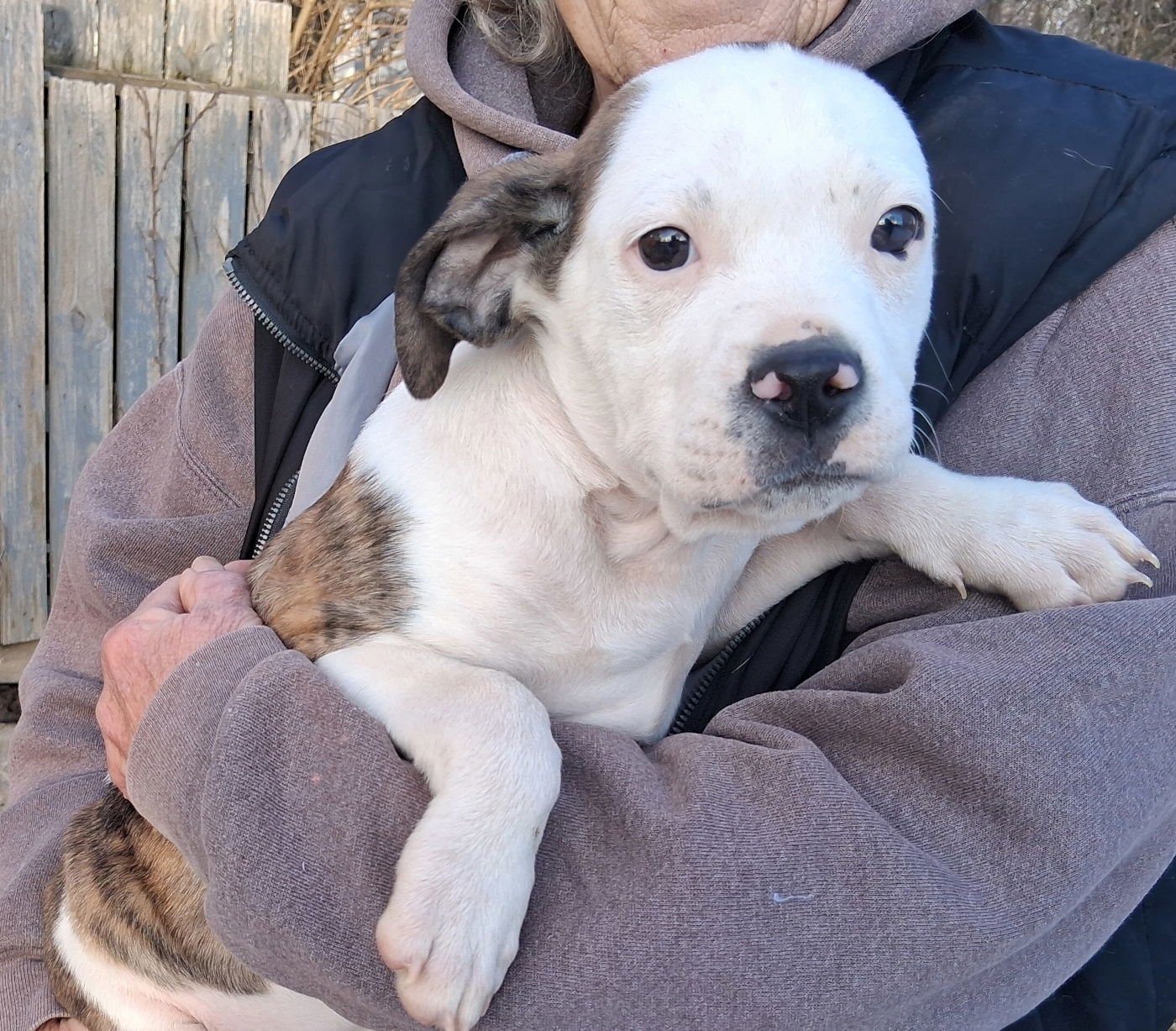 OSCAR - Boxer available for adoption