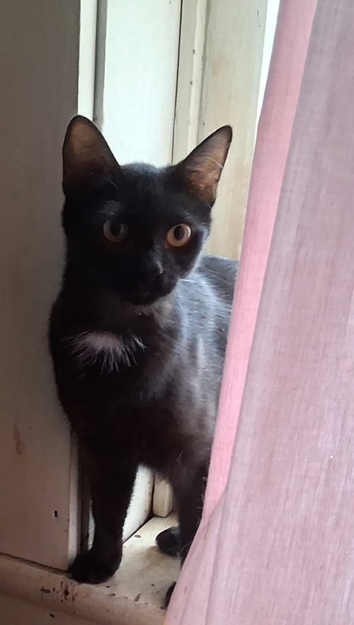AUGUSTA - Domestic Short Hair for adoption in Parkersburg