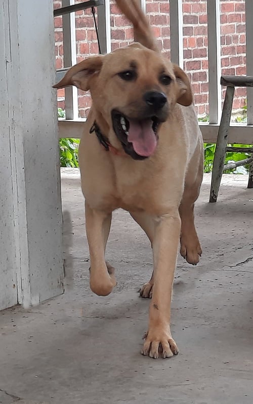 VALERIE - Yellow Labrador Retriever / Pit Bull Terrier for adoption in Parkersburg