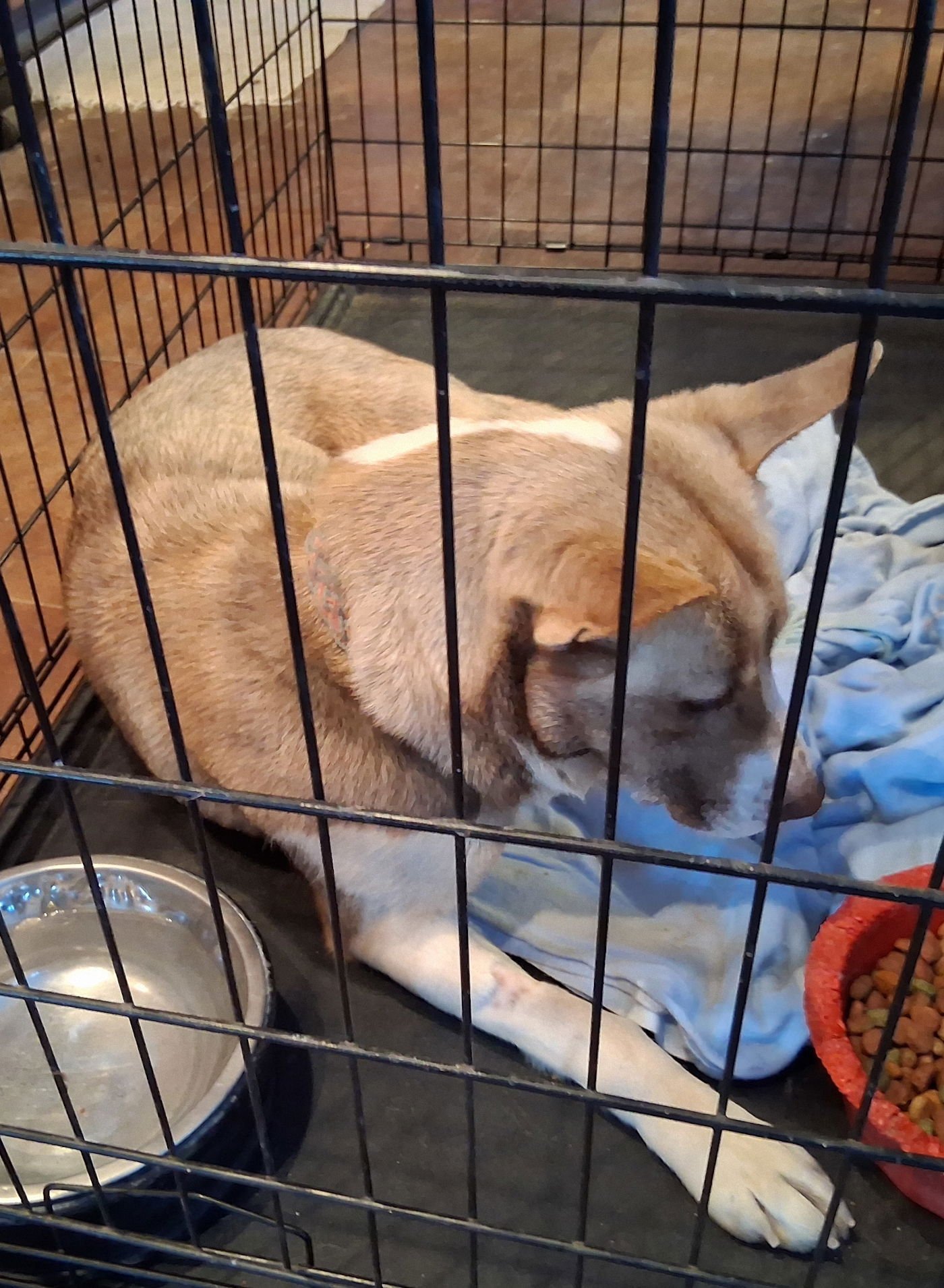 MISHA - Husky available for adoption