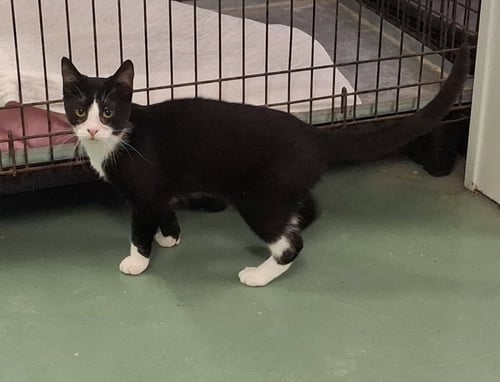 SHERLOCK - Domestic Medium Hair available for adoption