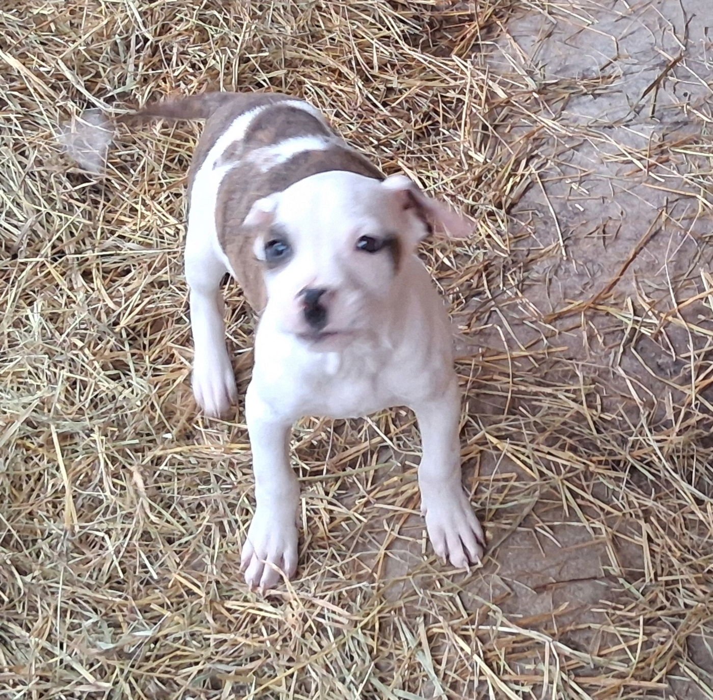 OSSIE - Boxer available for adoption