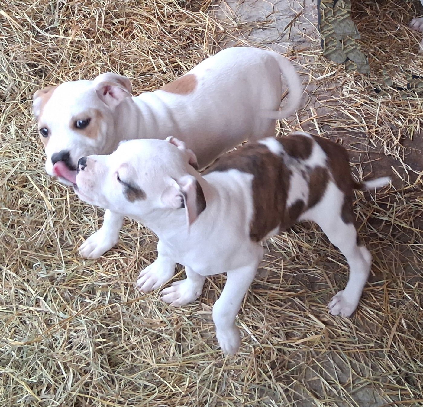 OSSIE - Boxer available for adoption