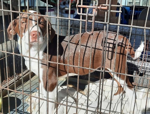 PETULIA - Pit Bull Terrier / Poodle (Standard) available for adoption