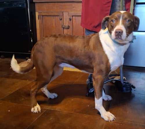 PETULIA - Pit Bull Terrier / Poodle (Standard) for adoption in Parkersburg