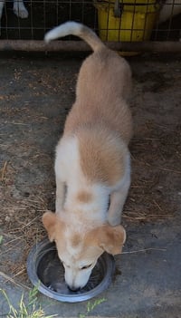 Nutmeg - Photo 2