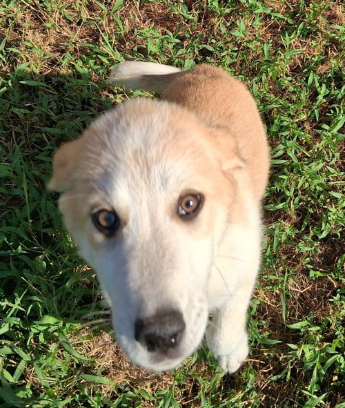 NUTMEG - Great Pyrenees / Australian Shepherd for adoption in Parkersburg