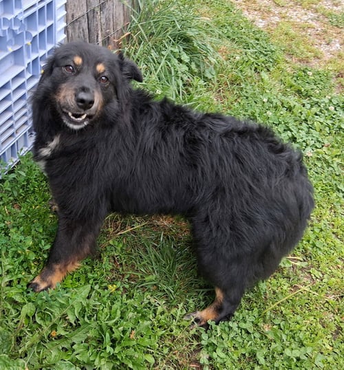 RITA - English Shepherd available for adoption