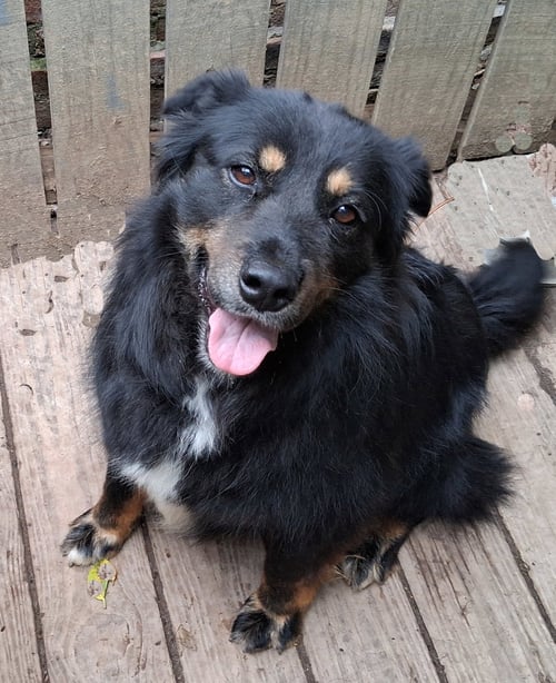 RITA - Border Collie available for adoption