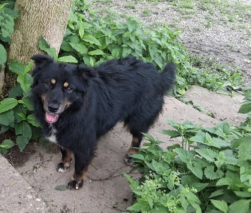 RITA - Border Collie for adoption in Parkersburg