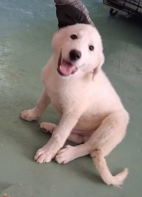 ALBION - Great Pyrenees / Australian Shepherd for adoption in Parkersburg