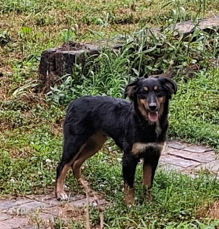 Lucy Image
