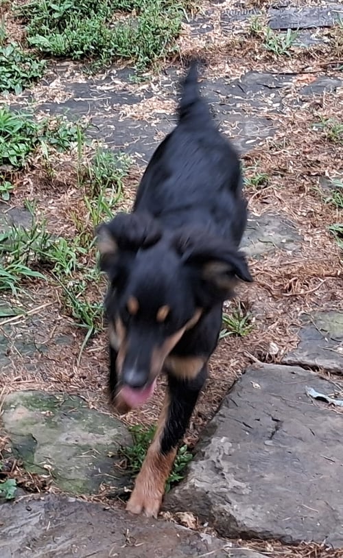 LUCY - Australian Shepherd / Dachshund available for adoption