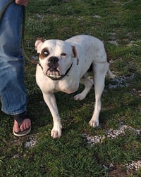 Sarge - Photo 1