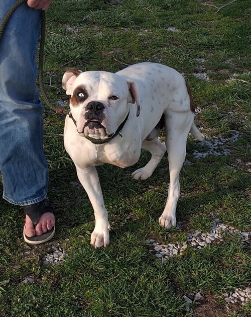 SARGE - Boxer for adoption in Parkersburg