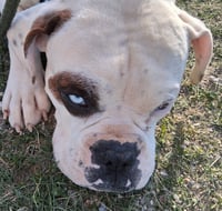 Sarge - Photo 2