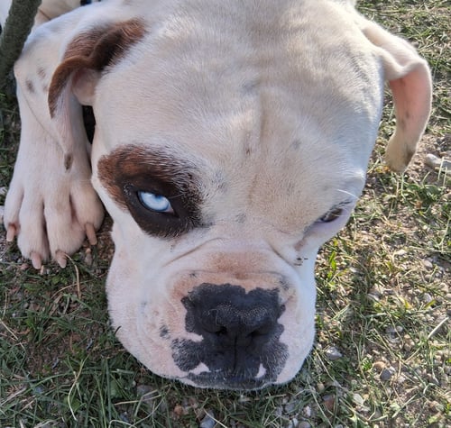SARGE - Boxer available for adoption