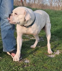 Sarge - Photo 3
