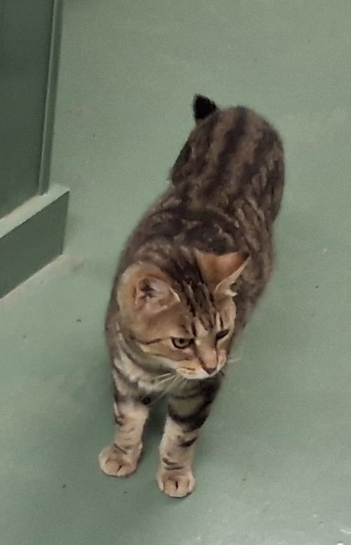 GLENDA - Domestic Medium Hair for adoption in Parkersburg