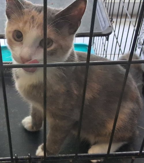 JULIE - Dilute Calico for adoption in Parkersburg