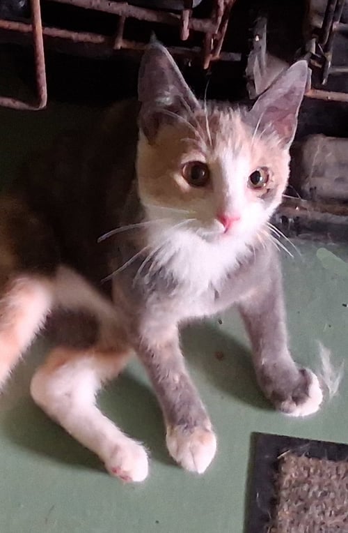 JULIE - Dilute Calico available for adoption