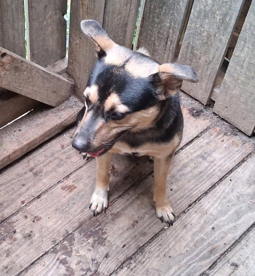 BERNIE - Shepherd / Manchester Terrier available for adoption