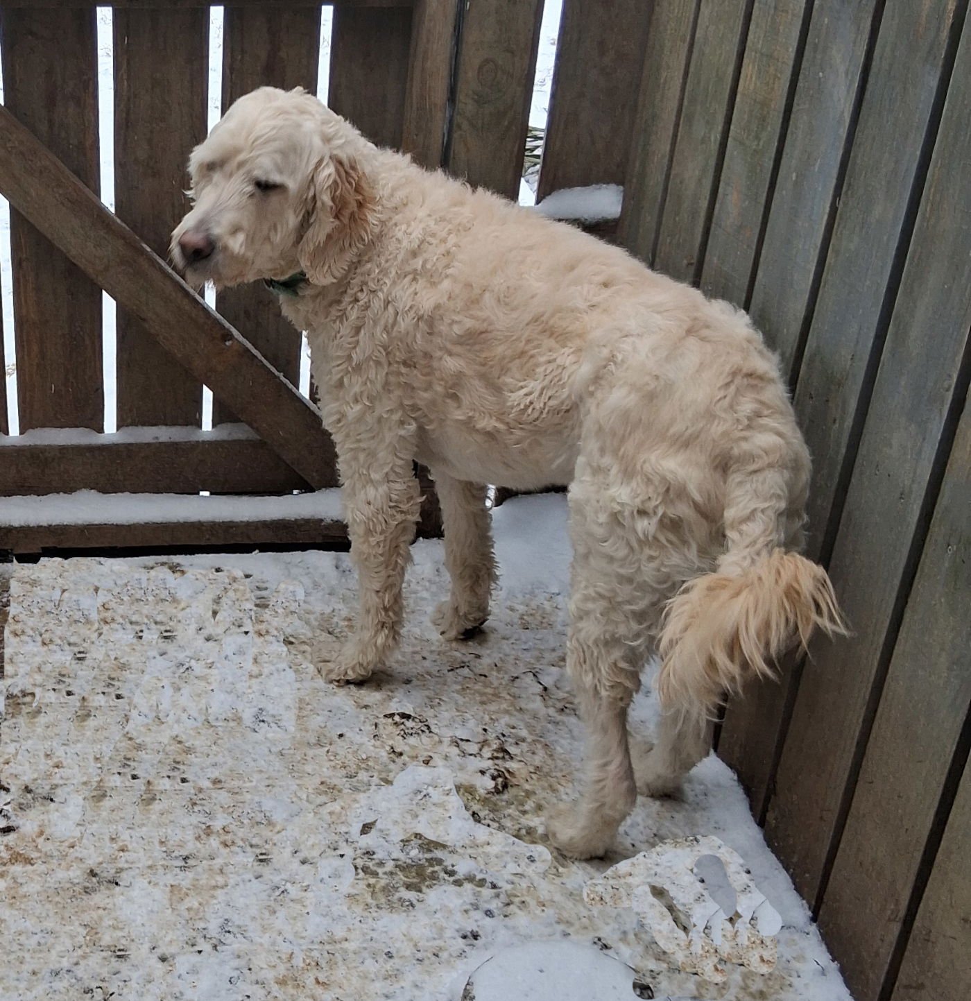 RAY - Poodle (Standard) / Golden Retriever available for adoption