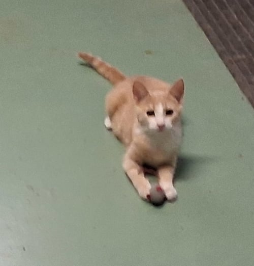 JILLIE - Tabby for adoption in Parkersburg