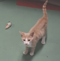 Jillie - Photo 5