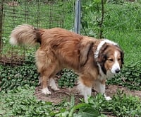 Laddie - Photo 1
