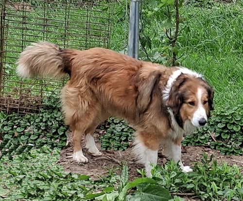 LADDIE - English Shepherd for adoption in Parkersburg