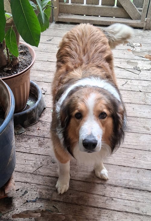 LADDIE - English Shepherd available for adoption