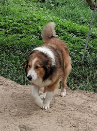 Laddie - Photo 3