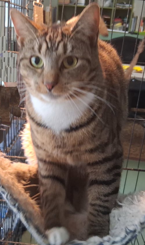 LIBBY - Domestic Short Hair for adoption in Parkersburg