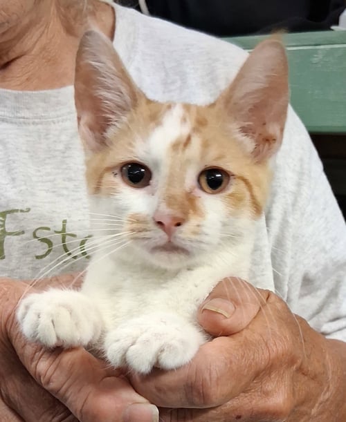 ROVER - Domestic Short Hair for adoption in Parkersburg