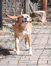 Zeke - Photo 3