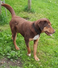 Bruce - Photo 4