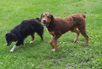 Bruce - Photo 2
