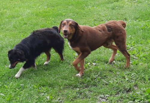 BRUCE - Labrador Retriever / Shepherd available for adoption