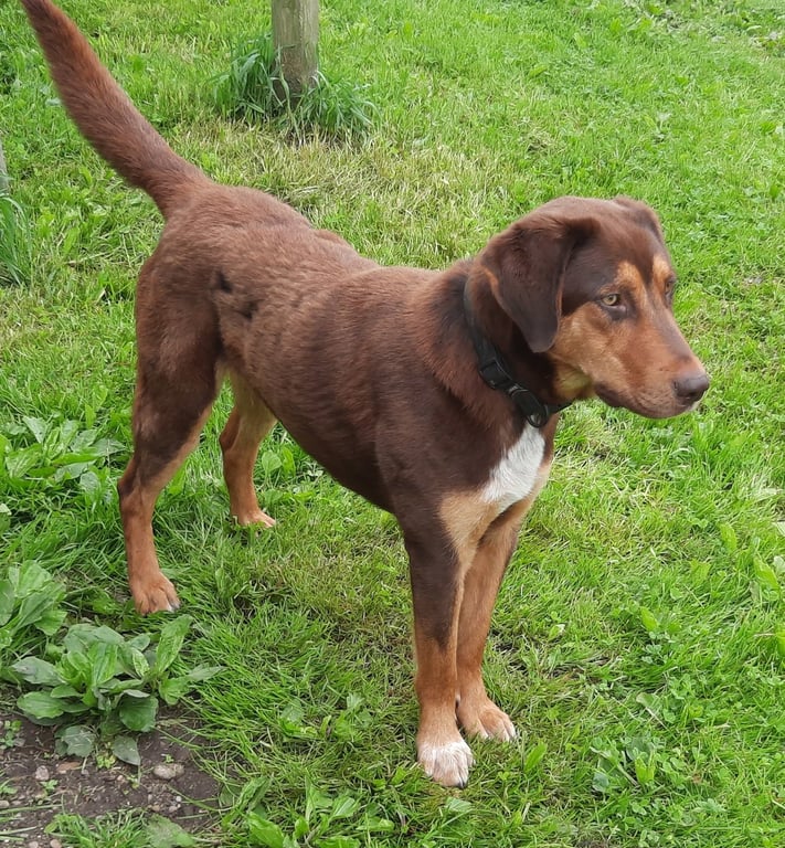 Bruce Image