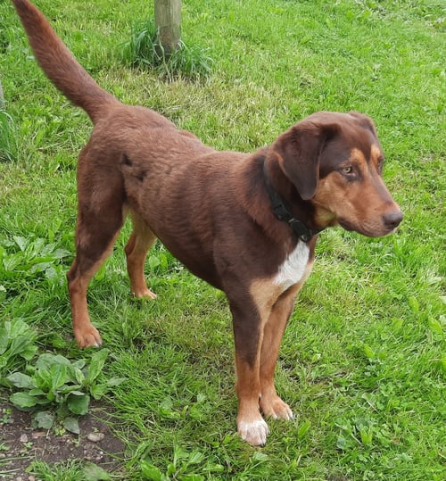 BRUCE - Labrador Retriever / Shepherd for adoption in Parkersburg